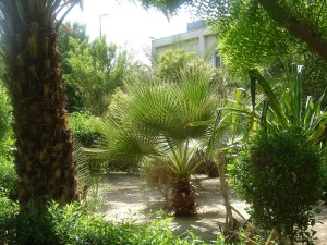 Another shot of the Garden of Banu Sa’edah