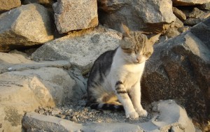A kitten on the mountainside - He seemed to be sleeping, yet he sat up