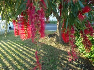 The flowers were back in August 2018