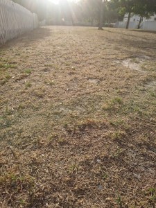 Our lawns in February 2018.