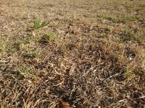 Flashes of green are outnumbered by the dead grass - February 2018.