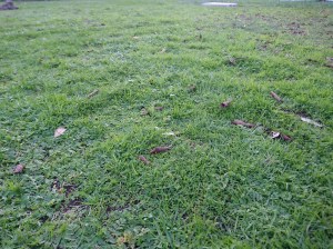 The rains started in April, our lawn began to see colour again by May 2018.