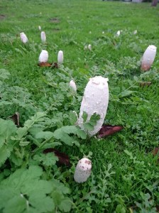 These little guys signalled the abundance of water that we got by May 2018.