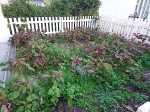 The jungle next door - June 2018