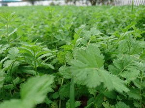 It was almost forest-like, at times - June 2018.